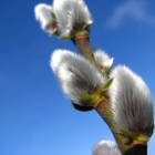 salix caprea_2532